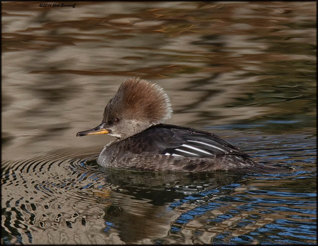 _1SB0234 hooded merganser hen.jpg